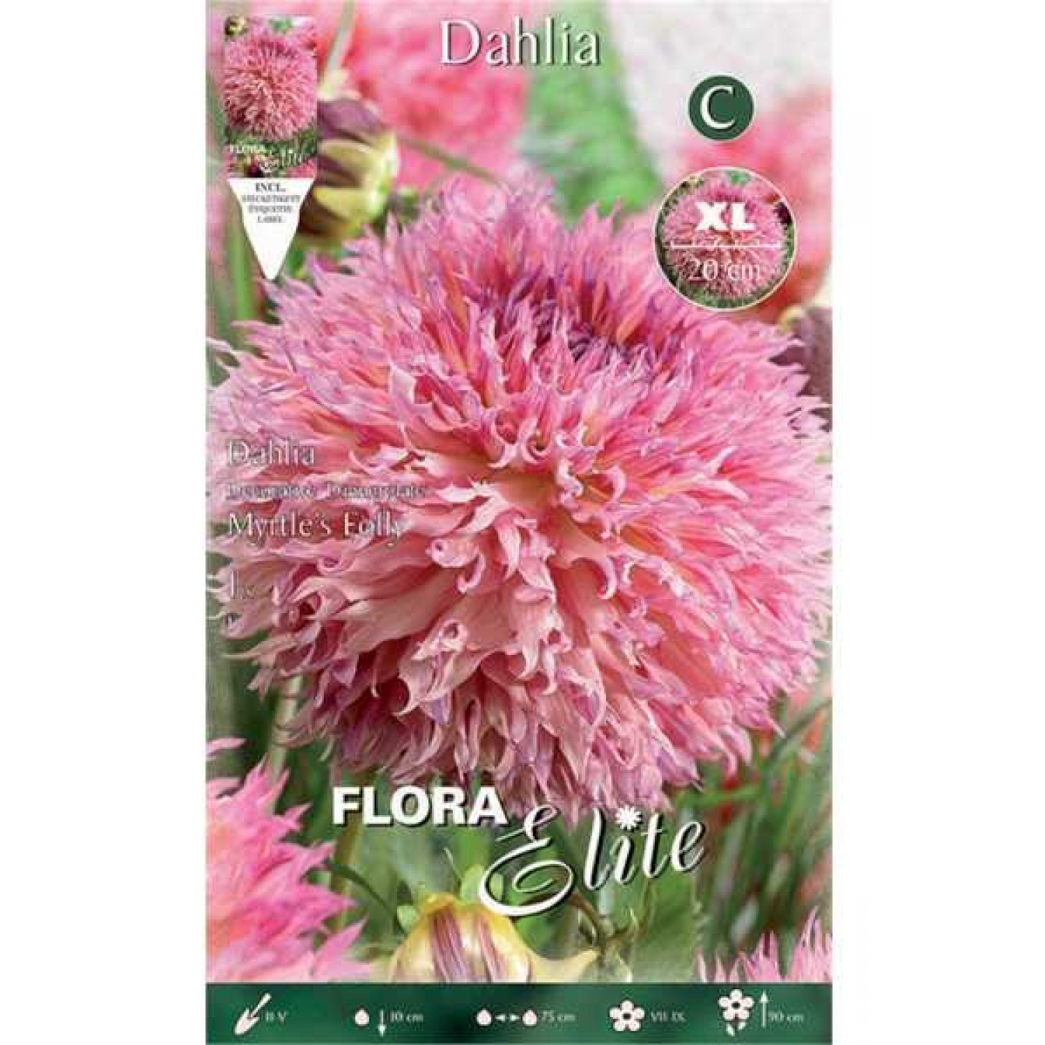 Ντάλια Γίγας Myrtle's Folly Ροζ (Dahlia x pinnata 'Myrtle's Folly') - Άνθος Μέγεθος Πιάτου (788116) Ντάλιες Myrtle's Folly Ροζ Πελώρια Άνθη