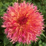 Ντάλια Γίγας Myrtle's Folly Ροζ (Dahlia x pinnata 'Myrtle's Folly') - Άνθος Μέγεθος Πιάτου (788116) Ντάλιες Myrtle's Folly Ροζ Πελώρια Άνθη