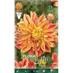 Dahlia Explosion Orange Yellow-Red (Dahlia x pinnata 'Explosion') Dinnerplate Tuberous Dahlia Explosion Orange Yellow-Red Dinnerplate Tuberous