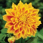 Dahlia Explosion Orange Yellow-Red (Dahlia x pinnata 'Explosion') Dinnerplate Tuberous Dahlia Explosion Orange Yellow-Red Dinnerplate Tuberous
