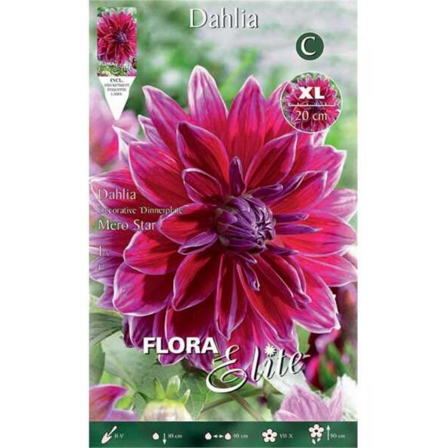 Mero Star Dahlia Fuchsia (Dahlia x pinnata 'Mero Star') Tuberous Mero Star Dahlia Fuchsia Tuberous