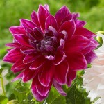 Mero Star Dahlia Fuchsia (Dahlia x pinnata 'Mero Star') Tuberous Mero Star Dahlia Fuchsia Tuberous
