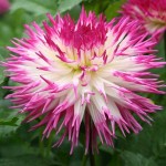 Ντάλια Pineland Princess Ροζ - Λευκή (Dahlia x pinnata 'Pineland Princess') - Άνθος Μέγεθος Πιάτου (792045) Ντάλιες Γίγας Pineland Princess Ροζ - Λευκές Πελώρια Άνθη
