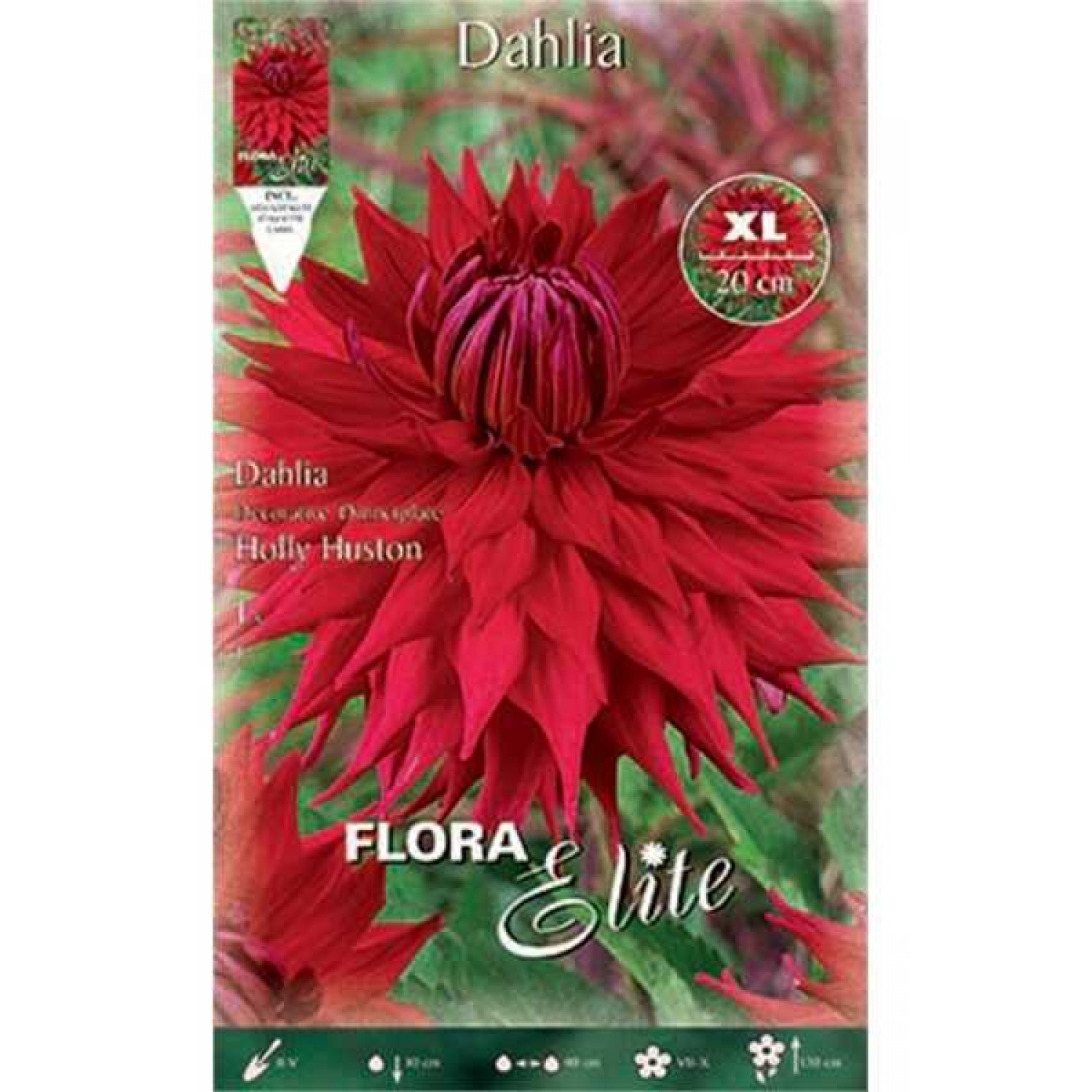 Dahlia Holly Huston Red (Dahlia x pinnata 'Holly Huston') Dinnerplate Tuberous Dahlia Holly Huston Red Dinnerplate Tuberous