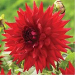Dahlia Holly Huston Red (Dahlia x pinnata 'Holly Huston') Dinnerplate Tuberous Dahlia Holly Huston Red Dinnerplate Tuberous