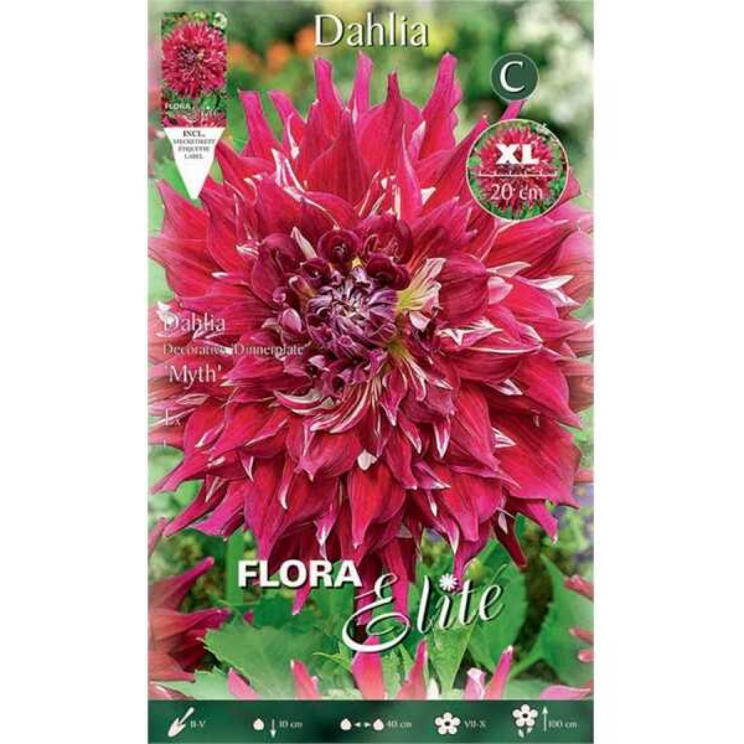 Dahlia Myth Red-White (Dahlia x pinnata 'Myth') Dinnerplate Tuberous Dahlia Myth Red-White Dinnerplate Tuberous