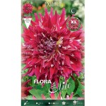 Dahlia Myth Red-White (Dahlia x pinnata 'Myth') Dinnerplate Tuberous Dahlia Myth Red-White Dinnerplate Tuberous