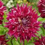 Dahlia Myth Red-White (Dahlia x pinnata 'Myth') Dinnerplate Tuberous Dahlia Myth Red-White Dinnerplate Tuberous