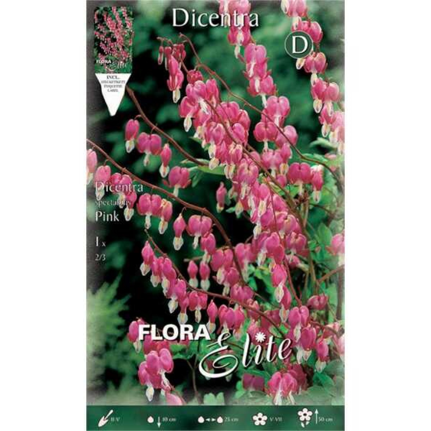 Δισέντρα Pink Ροζ - Λευκή (Ματωμένη Καρδιά) (Dicentra spectabilis ‘Pink’) - Ρίζωμα (822223) Δικέντρα Pink Ροζ - Λευκή (Ματωμένη Καρδιά) - Ριζώματα