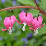 Δισέντρα Pink Ροζ - Λευκή (Ματωμένη Καρδιά) (Dicentra spectabilis ‘Pink’) - Ρίζωμα (822223) Δικέντρα Pink Ροζ - Λευκή (Ματωμένη Καρδιά) - Ριζώματα