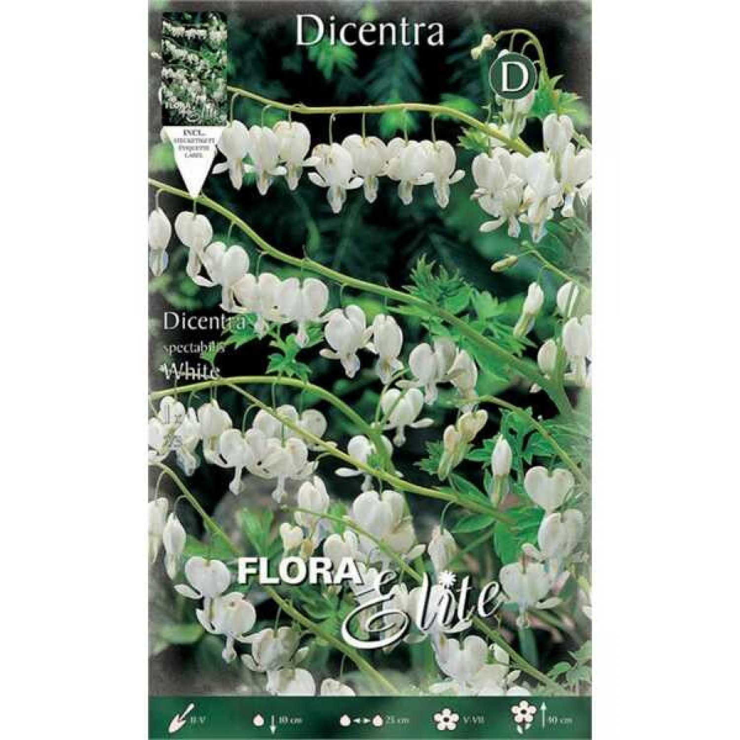 Δισέντρα White Λευκή (Ματωμένη Καρδιά) (Dicentra spectabilis ‘White’) - Ρίζωμα (822575) Δικέντρα White Λευκή (Ματωμένη Καρδιά) - Ριζώματα