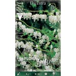 Δισέντρα White Λευκή (Ματωμένη Καρδιά) (Dicentra spectabilis ‘White’) - Ρίζωμα (822575) Δικέντρα White Λευκή (Ματωμένη Καρδιά) - Ριζώματα