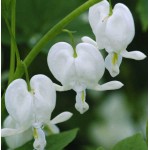 Δισέντρα White Λευκή (Ματωμένη Καρδιά) (Dicentra spectabilis ‘White’) - Ρίζωμα (822575) Δικέντρα White Λευκή (Ματωμένη Καρδιά) - Ριζώματα