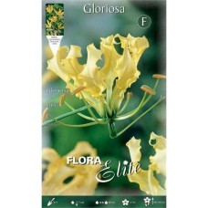 Γκλοριόζες Κίτρινες Lutea Κόνδυλοι (Gloriosa 'Lutea')
