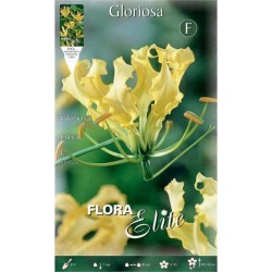 Γκλοριόζες Κίτρινες Lutea Κόνδυλοι (Gloriosa 'Lutea')