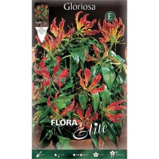 Γκλοριόζες Rothchildiana Κόνδυλοι (Gloriosa 'Rothchildiana')