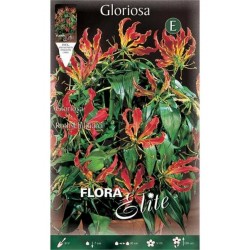 Γκλοριόζες Rothchildiana Κόνδυλοι (Gloriosa 'Rothchildiana')