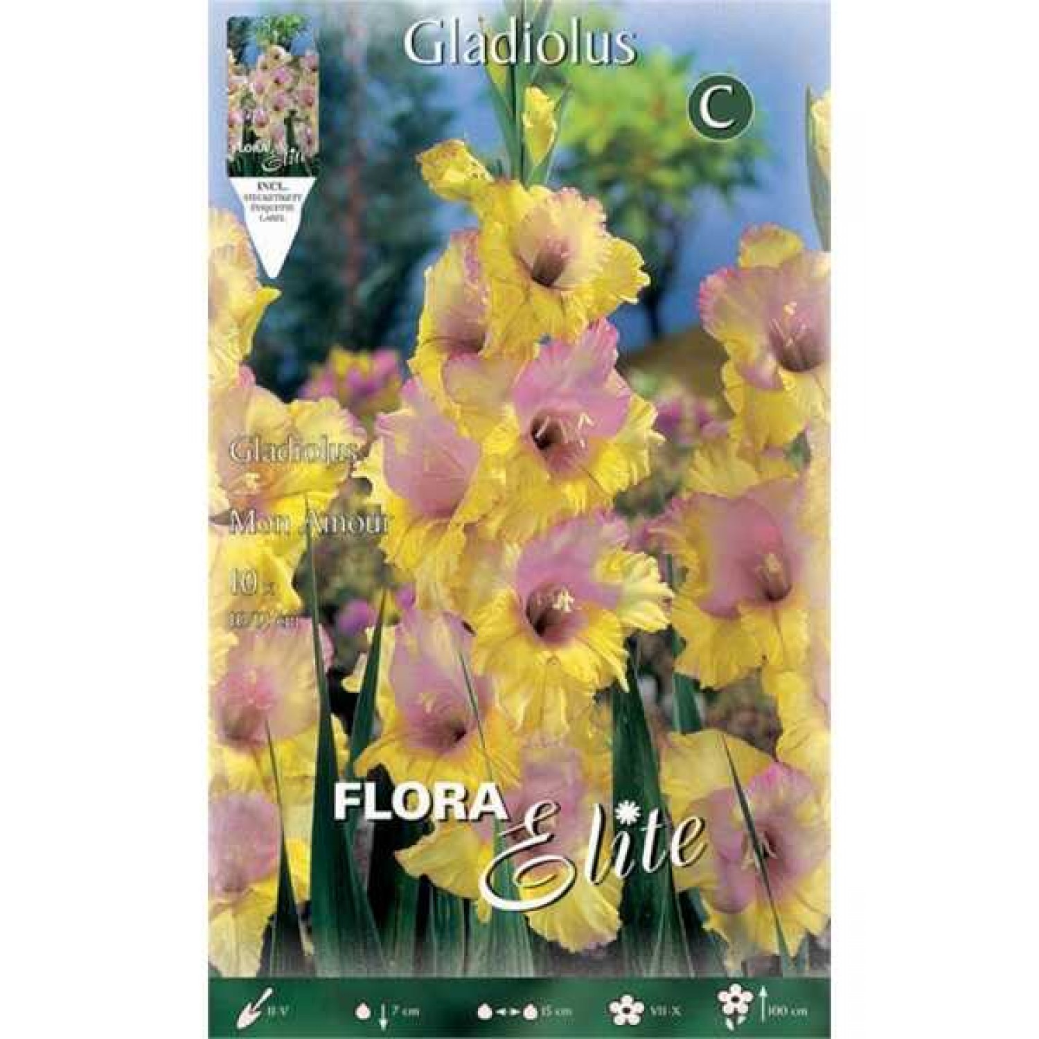 Gladiola 'Mon Amour' 10 Bulbs (Gladiolus x hortulanus 'Mon Amour') Gladiola 'Mon Amour' 10 Corms - Spring Planting