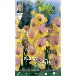 Gladiola 'Mon Amour' 10 Bulbs (Gladiolus x hortulanus 'Mon Amour') Gladiola 'Mon Amour' 10 Corms - Spring Planting