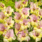 Gladiola 'Mon Amour' 10 Bulbs (Gladiolus x hortulanus 'Mon Amour') Gladiola 'Mon Amour' 10 Corms - Spring Planting