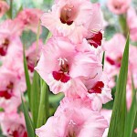 Gladiola Wine & Roses 10 Bulbs (Gladiolus x hortulanus 'Wine and Roses') Gladiola Wine & Roses 10 Bulbs Pink Red
