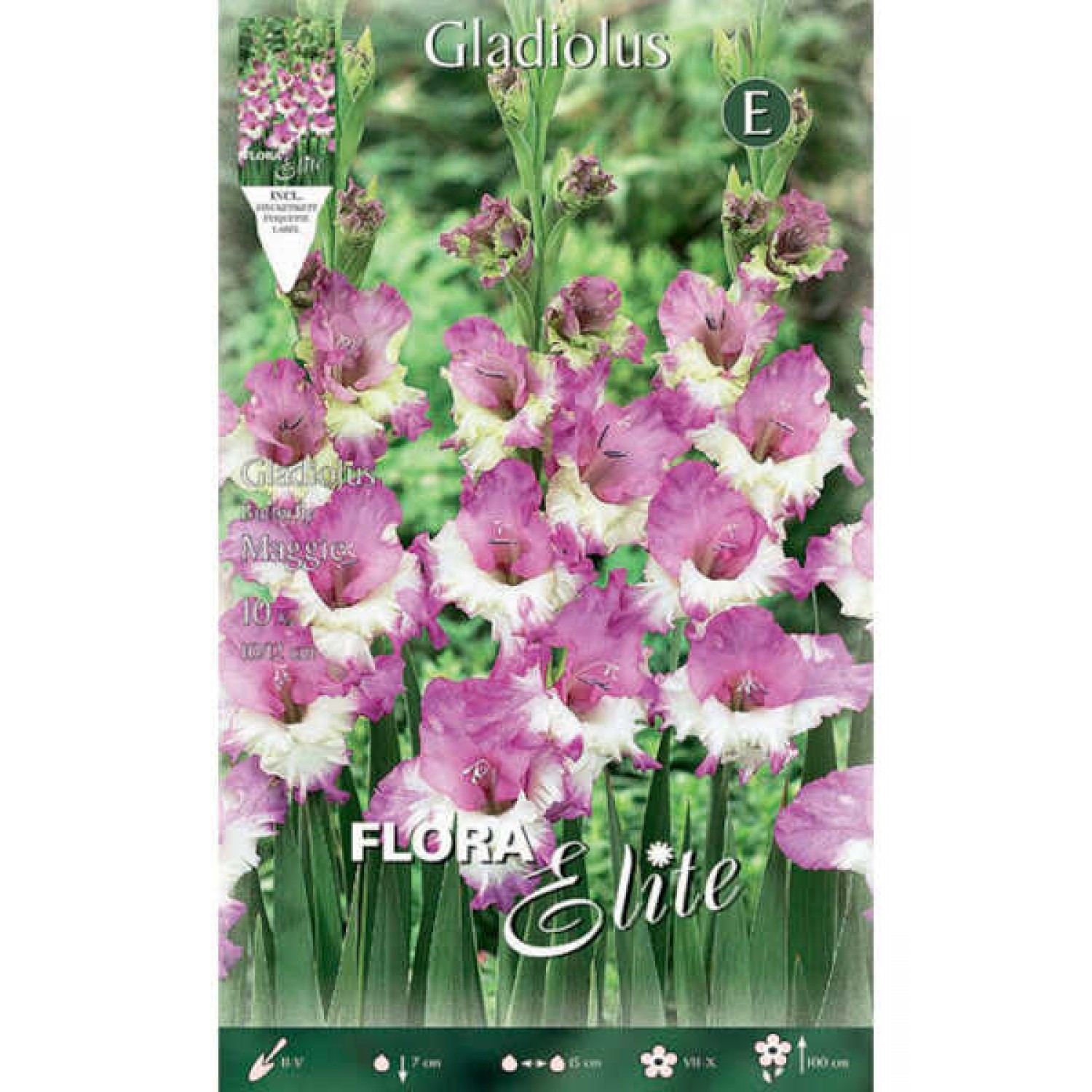 Γλαδιόλα Maggie Φάκελος 10 Βολβών (Gladiolus x gandavensis 'Maggie') 517310 Γλαδιόλες Maggie Φάκελος 10 Βολβών Μωβ - Λευκό