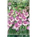 Γλαδιόλα Maggie Φάκελος 10 Βολβών (Gladiolus x gandavensis 'Maggie') 517310 Γλαδιόλες Maggie Φάκελος 10 Βολβών Μωβ - Λευκό