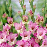 Γλαδιόλα Maggie Φάκελος 10 Βολβών (Gladiolus x gandavensis 'Maggie') 517310 Γλαδιόλες Maggie Φάκελος 10 Βολβών Μωβ - Λευκό