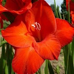 Γλαδιόλα Mascagni Φάκελος 10 Βολβών (Gladiolus x hybridus 'Mascagni') 10175 Γλαδιόλες Mascagni Φάκελος 10 Βολβών