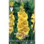Gladiolus Nova Lux 10 Bulbs (Gladiolus grandiflorus 'Nova Lux') Gladiolus Nova Lux 10 Corms