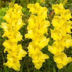 Gladiolus Nova Lux 10 Bulbs (Gladiolus grandiflorus 'Nova Lux') Gladiolus Nova Lux 10 Corms