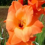 Gladiola Peter Pears 10 Bulbs (Gladiolus grandiflorus 'Peter Pears') Gladiola Peter Pears 10 Corms Red Orange