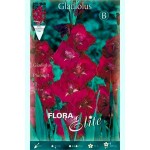 Γλαδιόλα Plum Tart Φάκελος 10 Βολβών (Gladiolus x hortulanus 'Plum Tart') 740046 Γλαδιόλες Plum Tart Φάκελος 10 Βολβών Πορφυρό - Λευκό