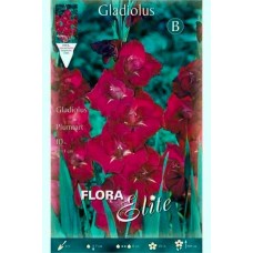 Gladiola Plum Tart 10 Bulbs Purple - White