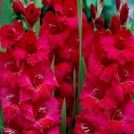 Γλαδιόλα Plum Tart Φάκελος 10 Βολβών (Gladiolus x hortulanus 'Plum Tart') 740046 Γλαδιόλες Plum Tart Φάκελος 10 Βολβών Πορφυρό - Λευκό