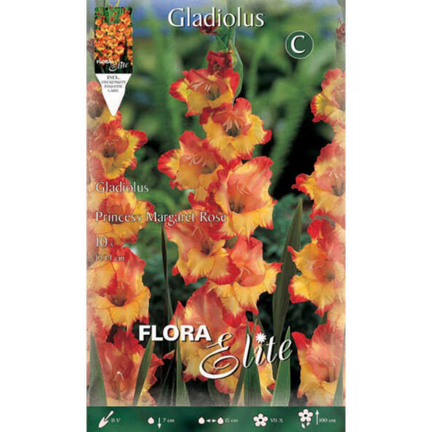 Gladiola 'Princess Margaret Rose' 10 Bulbs (Gladiolus 'Princess Margaret Rose') Gladiola 'Princess Margaret Rose' 10 Corms - Spring Planting