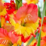Gladiola 'Princess Margaret Rose' 10 Bulbs (Gladiolus 'Princess Margaret Rose') Gladiola 'Princess Margaret Rose' 10 Corms - Spring Planting