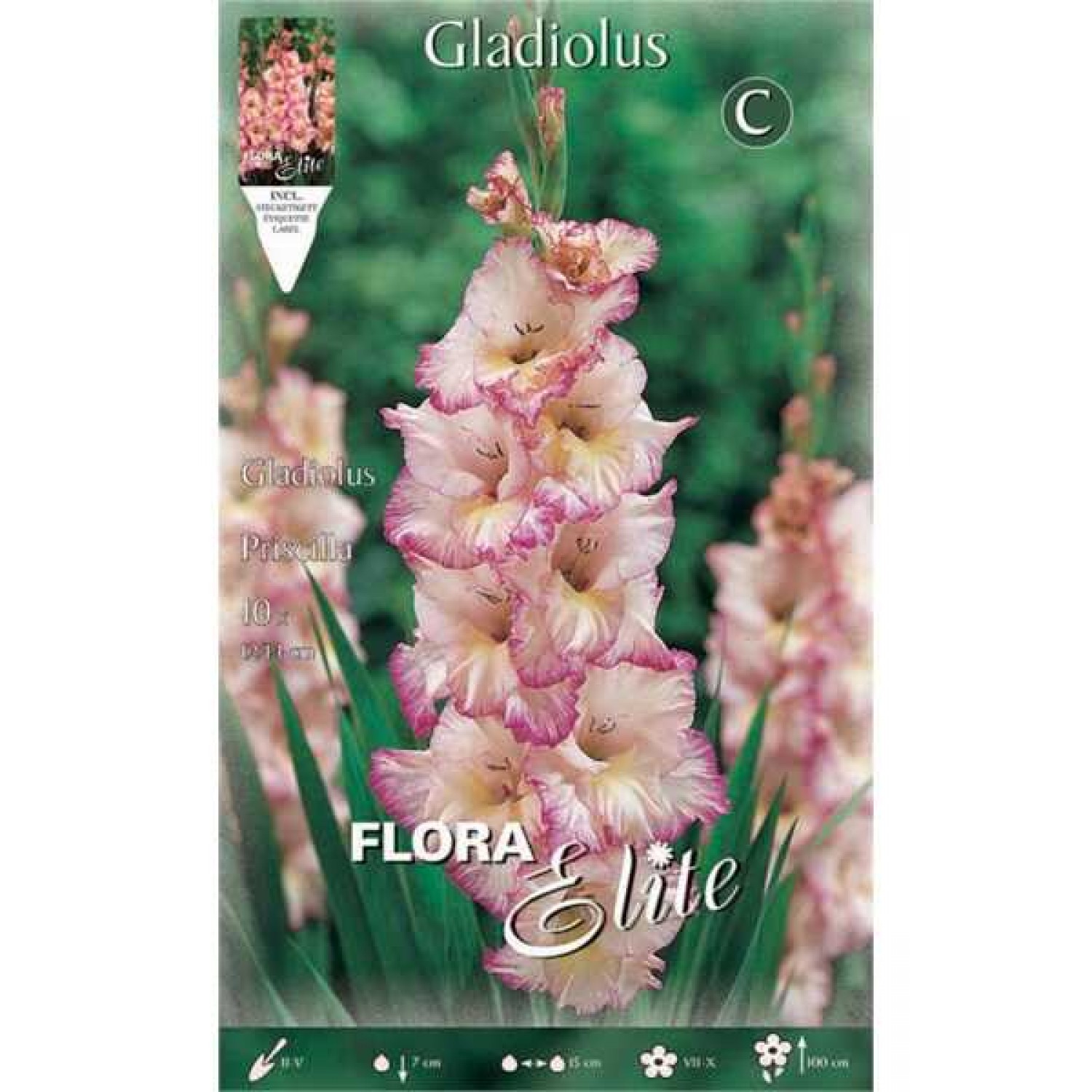 Gladiola Priscilla 10 Bulbs (Gladiolus x hortulanus 'Priscilla') Gladiola Priscilla 10 Bulbs Pink - Fuchsia