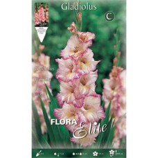 Gladiola Priscilla 10 Bulbs Pink - Fuchsia