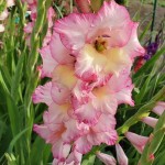 Gladiola Priscilla 10 Bulbs (Gladiolus x hortulanus 'Priscilla') Gladiola Priscilla 10 Bulbs Pink - Fuchsia