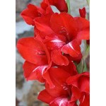 Γλαδιόλα Tradehorn Φάκελος 10 Βολβών (Gladiolus x hortulanus 'Tradehorn') 753978 Γλαδιόλες Tradehorn Φάκελος 10 Βολβών Κόκκινο
