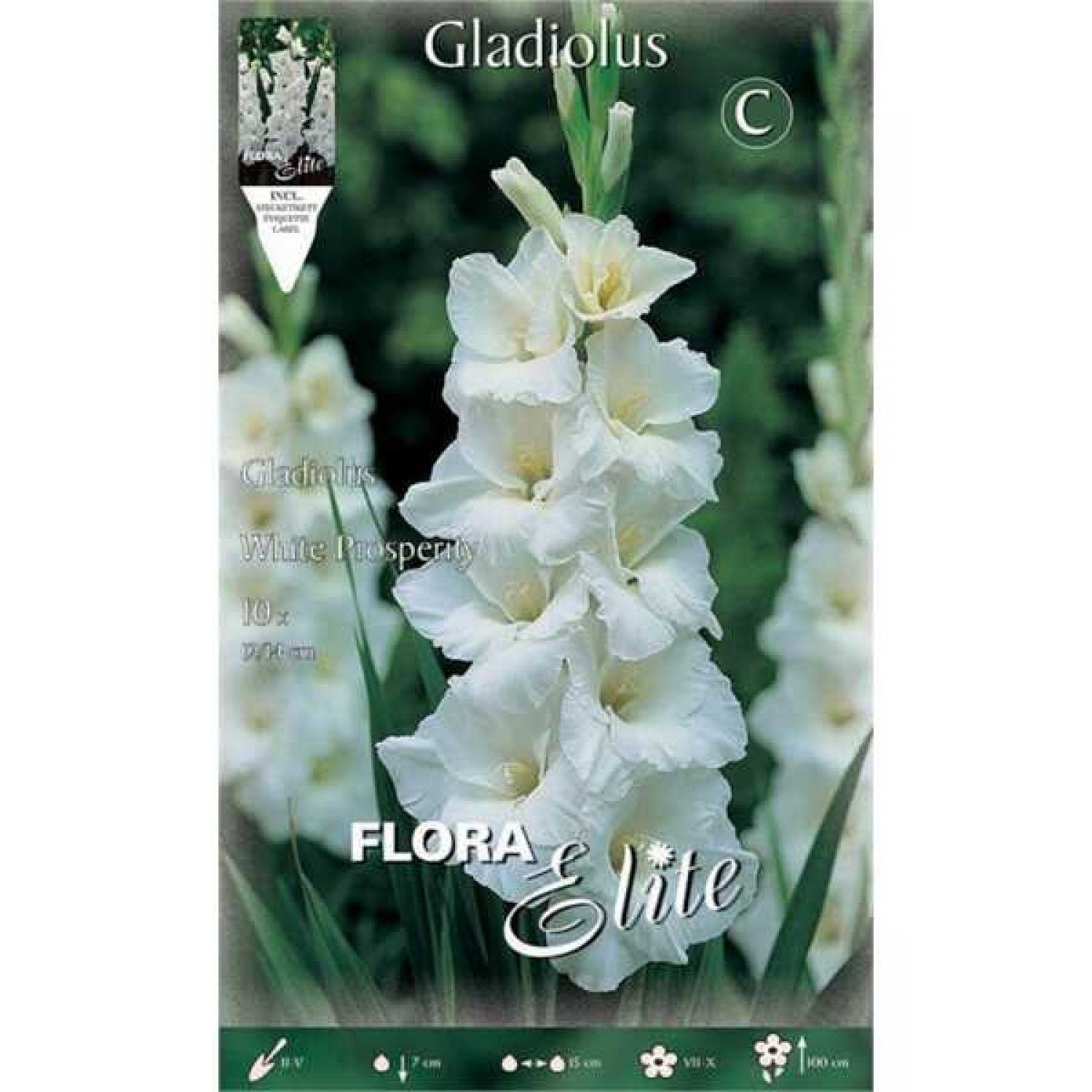 Γλαδιόλα White Prosperity Φάκελος 10 Βολβών (Gladiolus x hortulanus 'White Prosperity') 758874 Γλαδιόλες White Prosperity Φάκελος 10 Βολβών Λευκό