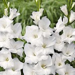 Γλαδιόλα White Prosperity Φάκελος 10 Βολβών (Gladiolus x hortulanus 'White Prosperity') 758874 Γλαδιόλες White Prosperity Φάκελος 10 Βολβών Λευκό