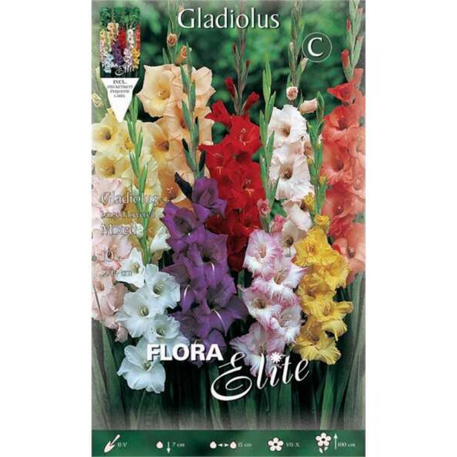 Γλαδιόλα Large Flowered Mixed Φάκελος 10 Βολβών Διάφορα Χρώματα 763779 Γλαδιόλες Large Flowered Mixed Φάκελος 10 Βολβών