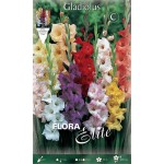 Γλαδιόλα Large Flowered Mixed Φάκελος 10 Βολβών Διάφορα Χρώματα 763779 Γλαδιόλες Large Flowered Mixed Φάκελος 10 Βολβών