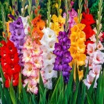 Γλαδιόλα Large Flowered Mixed Φάκελος 10 Βολβών Διάφορα Χρώματα 763779 Γλαδιόλες Large Flowered Mixed Φάκελος 10 Βολβών