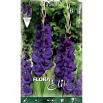 Gladiola Purple Flora 10 Bulbs (Gladiolus x hortulanus 'Purple Flora') 785481 Gladiola Purple Flora 10 Corms Violet