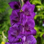 Gladiola Purple Flora 10 Bulbs (Gladiolus x hortulanus 'Purple Flora') 785481 Gladiola Purple Flora 10 Corms Violet