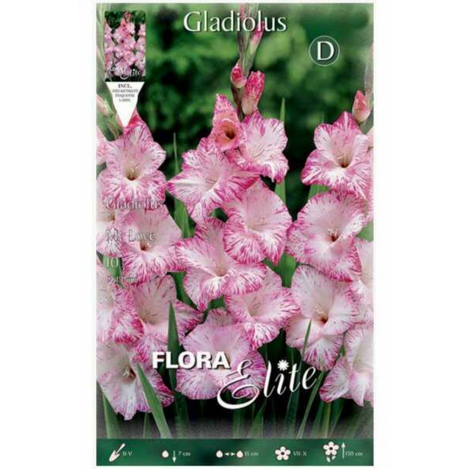 Gladiola My Love 10 Bulbs (Gladiolus x hortulanus 'My Love') Gladiola My Love 10 Bulbs - Spring Planting