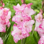 Gladiola My Love 10 Bulbs (Gladiolus x hortulanus 'My Love') Gladiola My Love 10 Bulbs - Spring Planting